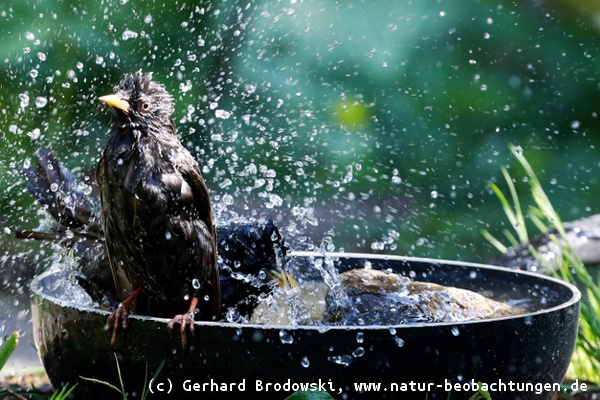 Stellt Wasser in den Garten für Wildtiere