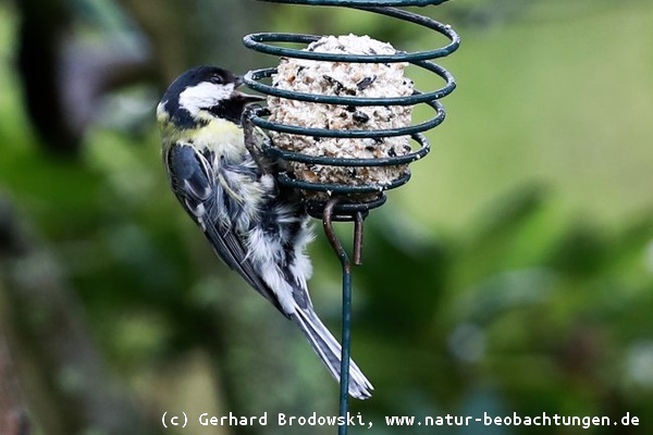 Vögel brauchen zusätzlich Nahrung in der Brutzeit