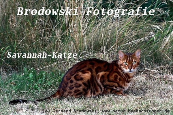 Wildkatze (Serval) und Hauskatze ergibt die Modekatze Savannah - Katzenzucht aus Profitgier. Was soll das? Wir haben genug Artensterben.