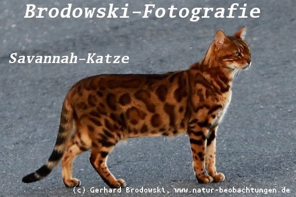 Wildkatze (Serval) und Hauskatze ergibt die Modekatze Savannah - Katzenzucht aus Profitgier. Was soll das? Wir haben genug Artensterben.