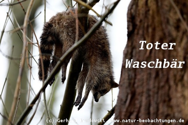 Toter Waschbär im NSG Heuckenlock