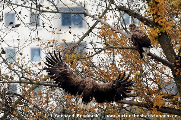 Seeadler in der Stadt - Seeadler in Hamburg