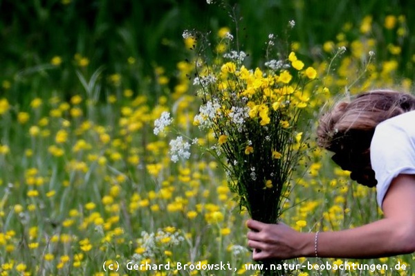 Blumen in Naturschutzgebieten pflücken ist verboten