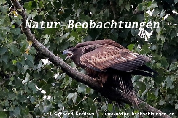 Nachgelege - Jungvogel Mitte Oktober 2021