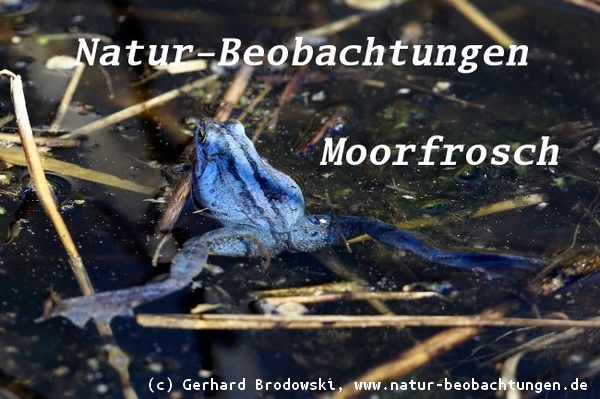 Moorfrosch Männchen in der Paarungszeit