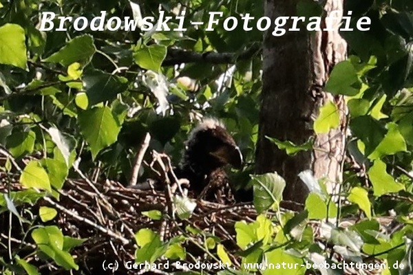 Bild zum Nachgelege beim Seeadler in Hamburg