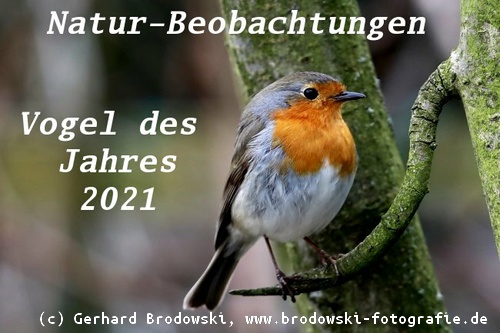 Das Rotkehlchen ist Vogel des Jahres 2021