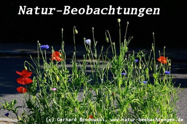 Wildblumen sind pflegeleicht und Insekten freuen sich über Wildblumen