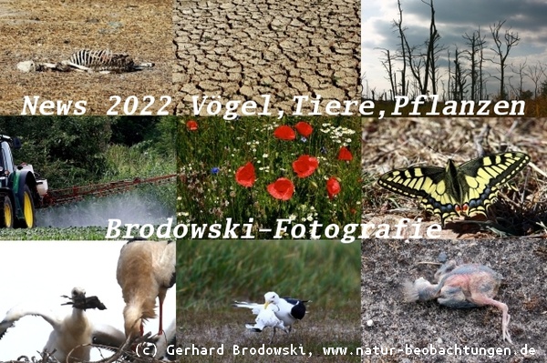 Bilder zu News 2022 Tiersterben, Baumsterben, Vogelsterben, Pflanzensterben