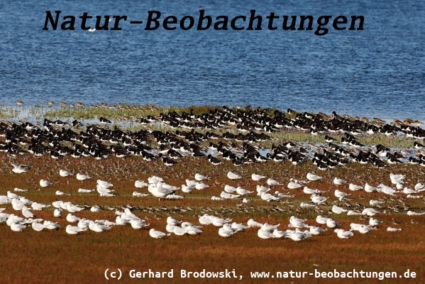 Vogelzug - Limikolen im Wattenmeer