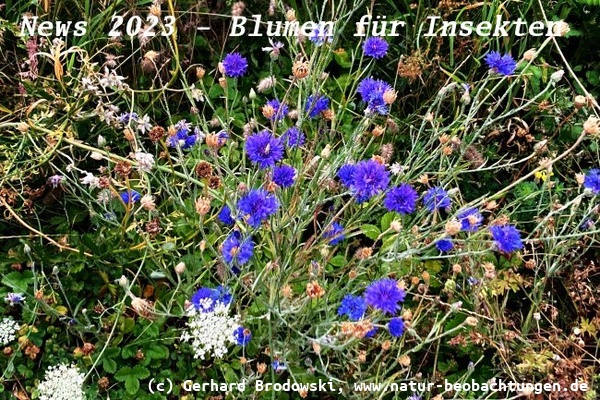 News 2023 - Sät Wildblumen im Garten oder auf dem Balkon