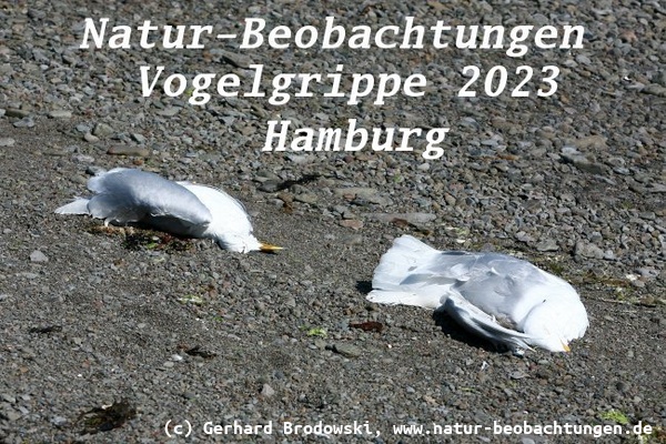 Bild zur Vogelgrippe 2023