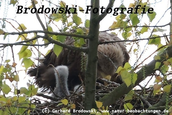 Zwei Seeadler-Küken im NSG Heuckenlock in Hamburg