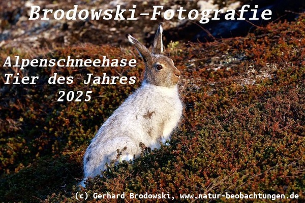 Der Alpenschneehase Tier des Jahres 2025