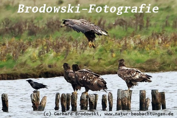Junge Seeadler im Wattenmeer auf Nahrungssuche