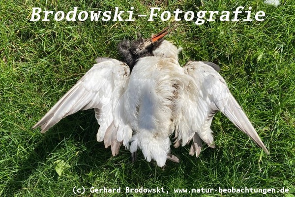 Vogelgrippe aktuell 2025 - Austernfischer