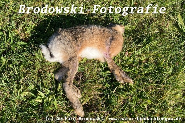 Die Hasen sind auch von einem Virus befallen