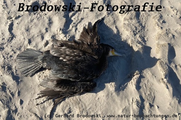 Vogelgrippe aktuell 2025 - Kormoran