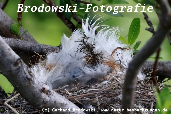Wem gehört das Nest?
