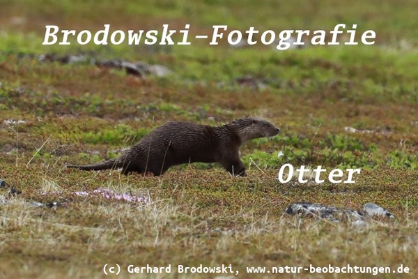 Otter in Norwegen an der Barentssee