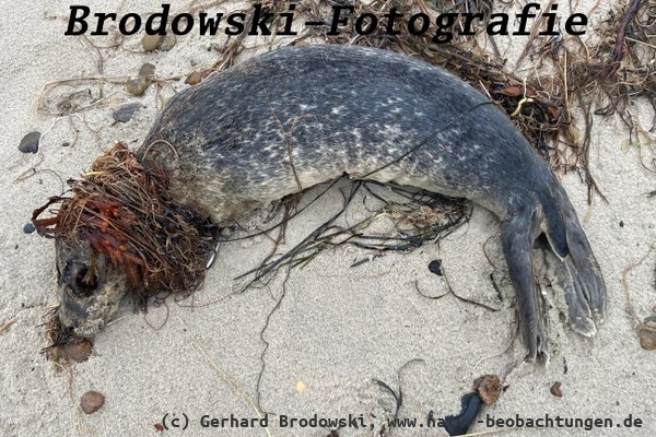 Zur Zeit findet man viele tote Seehunde an der Küste