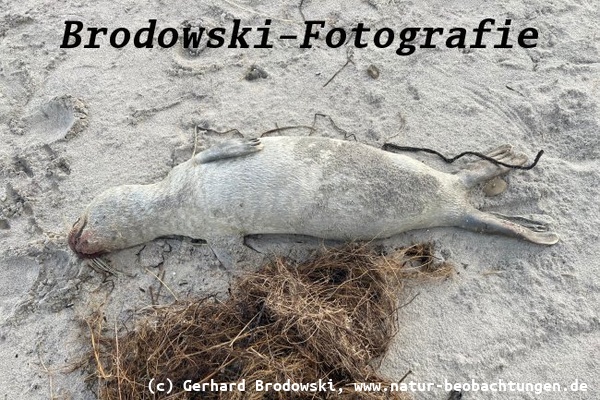 Zur Zeit findet man viele tote Seehunde an der Küste