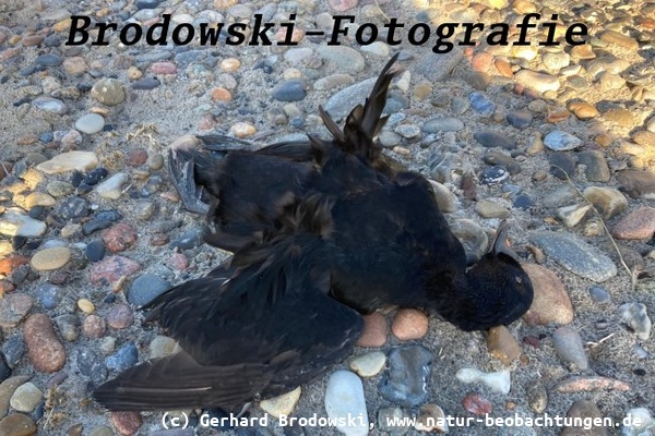 Vogelgrippe aktuell 2025 - Trauerente