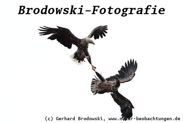 Todesspirale Seeadler zwischen Altvogel und Jungvogel