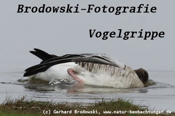 Vogelgrippe aktuell 2025 - Koordinationsschwierigkeiten