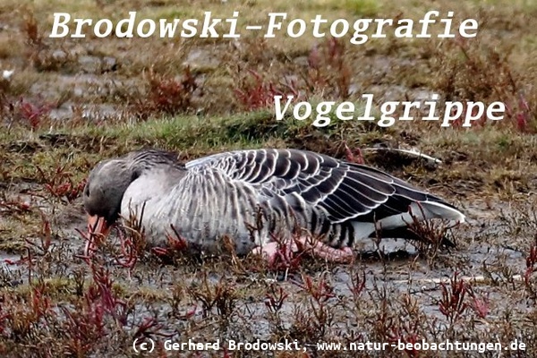 Vogelgrippe aktuell 2025 - Koordinationsschwierigkeiten