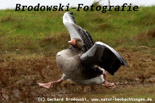 Vogelgrippe aktuell 2025 - Koordinationsschwierigkeiten