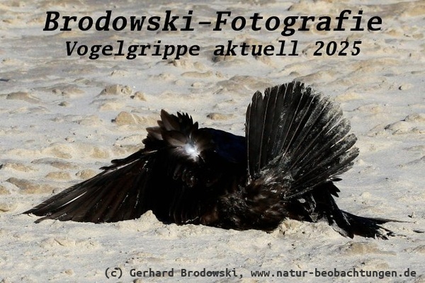 Vogelgrippe aktuell 2025 - Kormoran