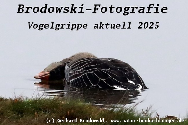 Vogelgrippe aktuell 2025 - Graugans