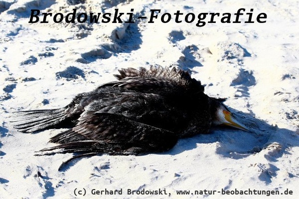 Vogelgrippe aktuell 2025 - Kormoran