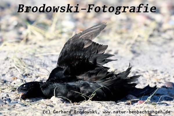 Vogelgrippe aktuell 2025 - Trauerente