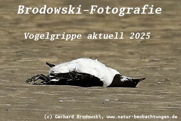 Vogelgrippe aktuell 2025 - Trottellumme