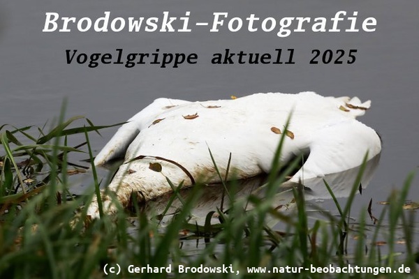 Vogelgrippe aktuell 2025 - Höckerschwan