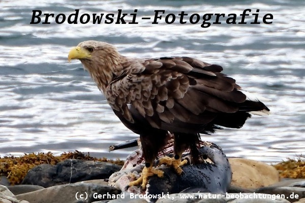 Toter Schweinswal an der Küste von Norwegen