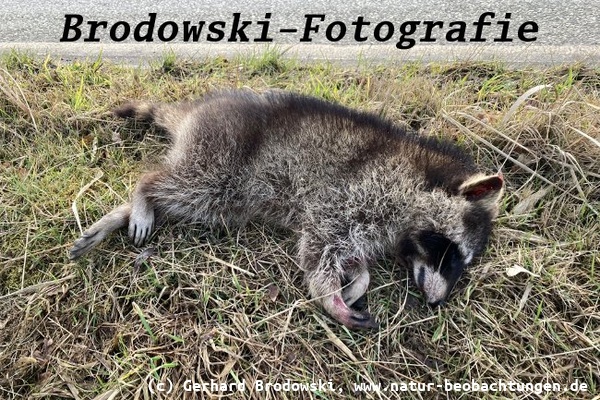 Waschbärenplage in Naturschutzgebieten
