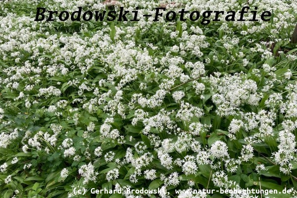 Bärlauch - Wilder Knoblauch