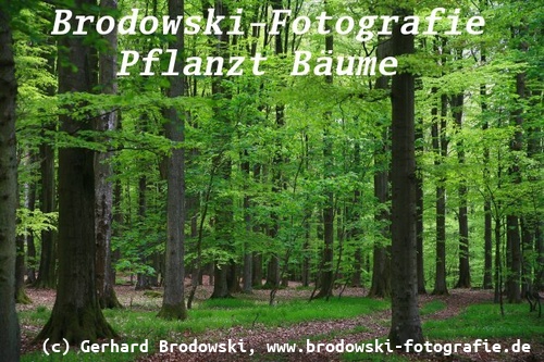 Pflanzt Bäume um den Klimawandel zu verlangsamen 