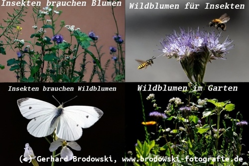 News 2026 - Vögel, Insekten, Tiere