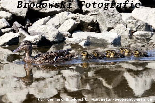Stockente mit Jungen