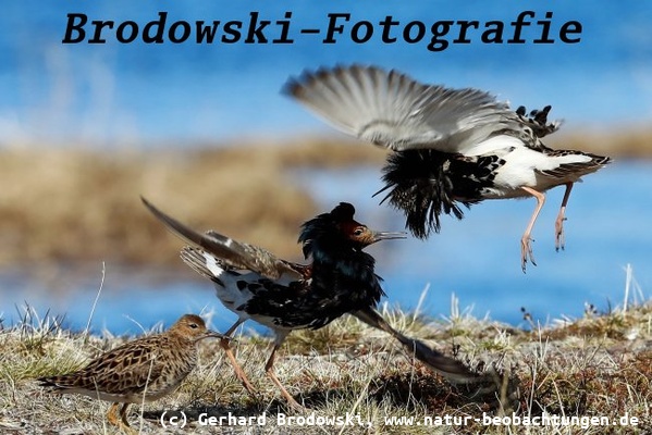 Kampfläufer auf Varanger 