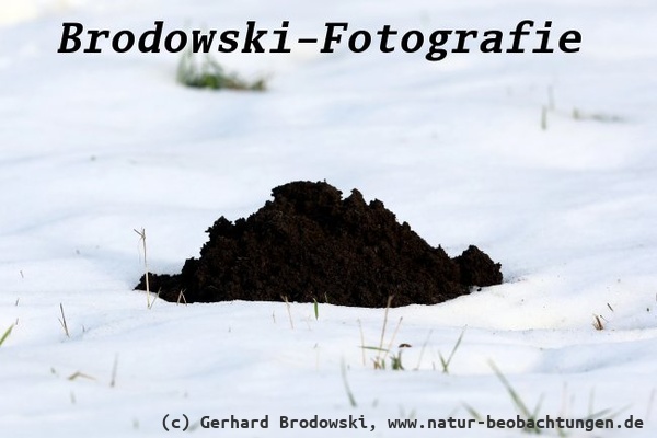 News 2026 - Der Maulwurf genießt auch die Sonne