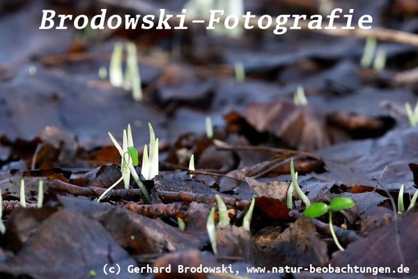 News 2026 - Die Pflanzen sprießen aus dem Boden