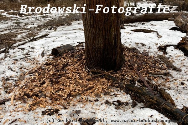 News 2026 - News 2026 - So sieht die Arbeit im Winter vom Schwarzspecht aus