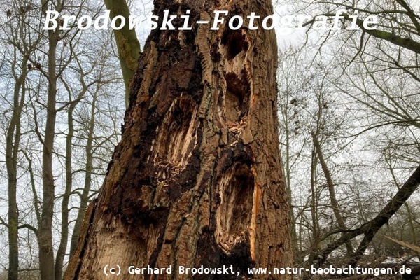 Hier hat der Schwarzspecht nach Nahrung gesucht