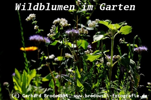 Pflanzt Wildblumen im Garten für Insekten
