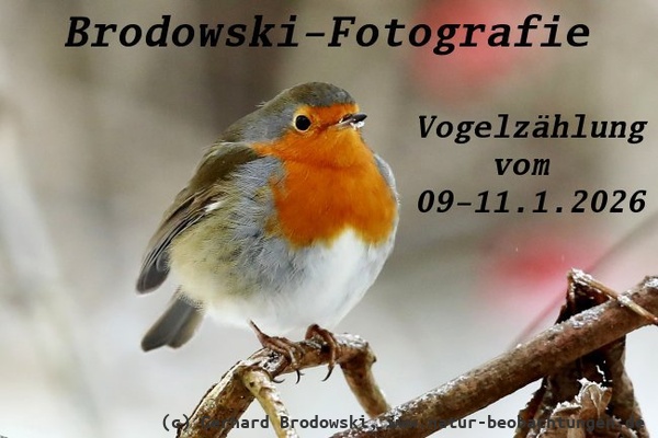 Wintervogelzählung vom 09.-11.1.2026